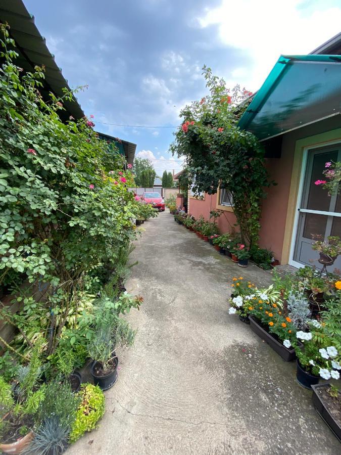 Bed and Breakfast Sud ,,Antal I Olga,, Skorenovac Экстерьер фото